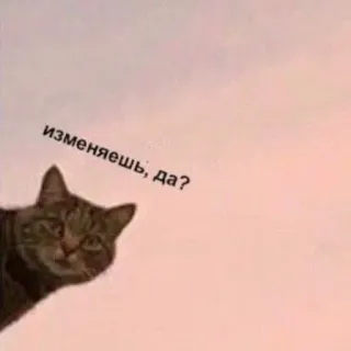 ❔ 094bcb0b изменяешь, да? cat, meme, animal, pet, funny whatsapp sticker