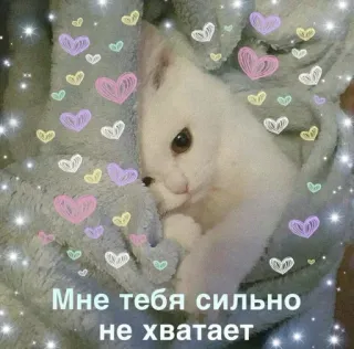 🥺 11f2f601 Мне тебя сильно не хватает cat, hearts, sad, miss whatsapp sticker