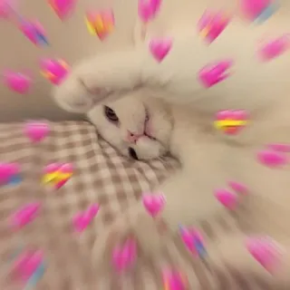 💖 1e8ab82b cat, love, hearts, cute, animal, white, pet whatsapp sticker
