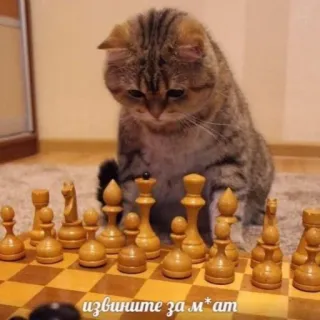 ♟ 22fb589d извините за м*ат cat, chess, board game, apology, animal whatsapp sticker
