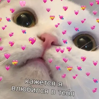 😳 258aa2db кажется я влюбился в тебя cat, hearts, love, russian, cute whatsapp sticker