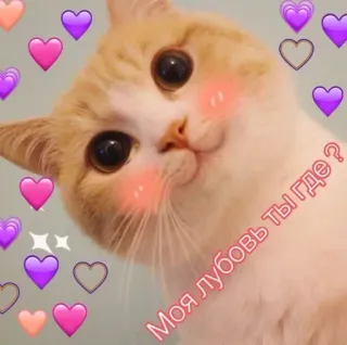 💜 2e0572b0 Моя любовь ты где? cat, love, hearts, russian, cute, animal whatsapp sticker