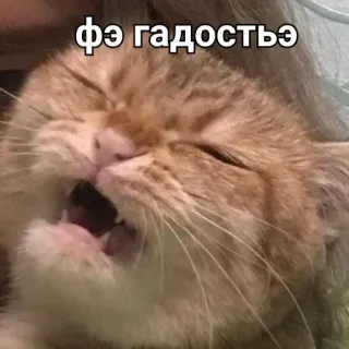 🤮 2ea2b042 фэ гадостьэ cat, meme, funny, animal whatsapp sticker