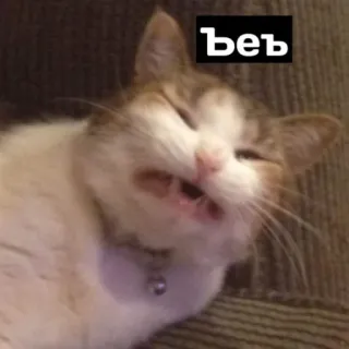 🤮 39ca4950 ъеъ cat, meme, funny, animal whatsapp sticker