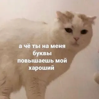 🤨 42ccd66e а чё ты на меня буквы повышаешь мой хороший cat, meme, funny, animal, russian whatsapp sticker