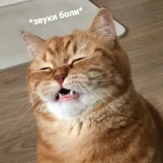 😫 46547e06 *звуки боли* cat, pain, animal, meme, funny whatsapp sticker