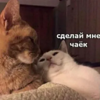 😇 46f840b1 сделай мне чаёк cats, tea, animals, cute, request whatsapp sticker
