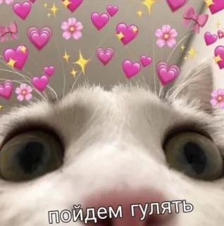 👀 4a1d4700 пойдем гулять cat, hearts, walking, animal, cute whatsapp sticker