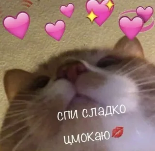 💖 5624edc6 спи сладко
цмокаю cat, hearts, cute, kiss, sleep whatsapp sticker