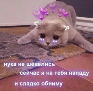 💜 67bc6945 нука не шевелись сейчас я на тебя нападу и сладко обниму cat, cute, russian, hearts whatsapp sticker