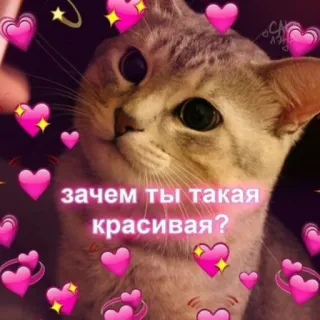 💖 74e94781 зачем ты такая красивая? cat, hearts, cute, russian, meme whatsapp sticker