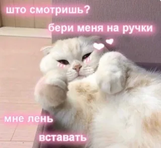💕 76bc658c что смотришь?
бери меня на ручки
мне лень
вставать cat, lazy, cute, animal, pet whatsapp sticker