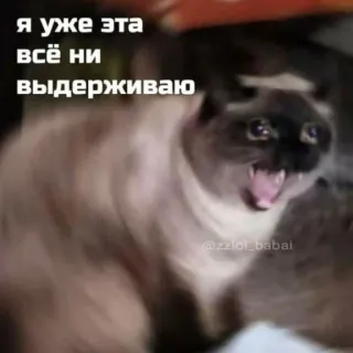 😫 8728430f Я уже эта всё ни выдерживаю cat, angry, meme, funny, animal whatsapp sticker