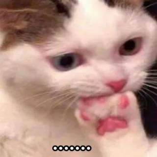 😬 88fcf87c cat, cute, animal, thinking, paw, meme whatsapp sticker