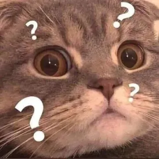 😳 8f57e24c cat, question mark, confused, curious, animal whatsapp sticker