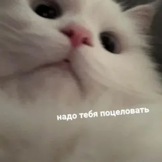 💋 95c83aa1 надо тебя поцеловать cat, white, cute, russian, kiss whatsapp sticker