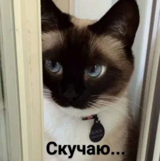 🥺 98878c03 Скучаю... cat, animal, pet, sad whatsapp sticker