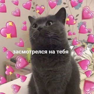 😻 a566d127 засмотрелся на тебя cat, hearts, love, cute, russian whatsapp sticker
