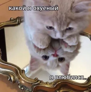 😻 a58b2cf9 какой я охуенный
я влюбился... cat, mirror, reflection, kitten, cute, animal whatsapp sticker