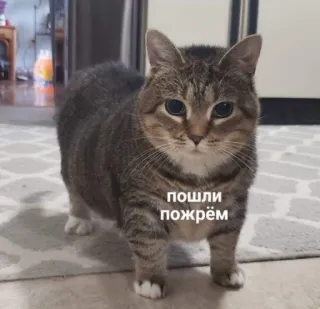 😋 b258894b пошли пожрём cat, cute, animal, funny, meme whatsapp sticker