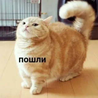 😋 b291ba44 пошли cat, animal, meme, funny whatsapp sticker