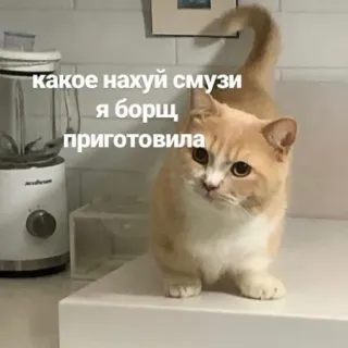 🥘 b3bfcae2 какое нахуй смузи я борщ приготовила cat, smoothie, borsch, kitchen, funny whatsapp sticker