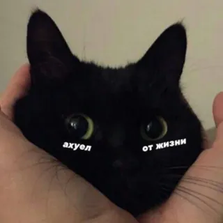 😶 b79c94d2 ахуел от жизни cat, black cat, russian, text, animal whatsapp sticker