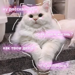 💗 bf8ee56b ну рассказывай
как твои дела?
как твоя жизнь?
что делаешь?
ешь? cat, white, cute, russian, question, chat whatsapp sticker