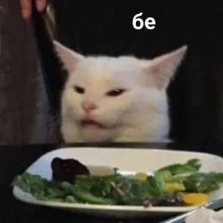 🗿 c780129e 6e cat, white cat, salad, table, meme whatsapp sticker