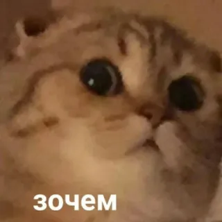 😶 c7cd3c5e Зочем cat, meme, russian whatsapp sticker