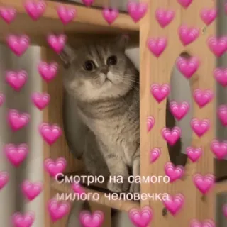 😻 c8806a50 Смотрю на самого милого человечка cat, hearts, cute, animal, love, affection whatsapp sticker