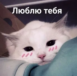 🥰 cb2dc73e Люблю тебя cat, love, cute, russian, animal whatsapp sticker