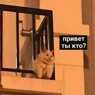 ❔ dbc4ac09 привет ты кто? cat, window, question, russian whatsapp sticker