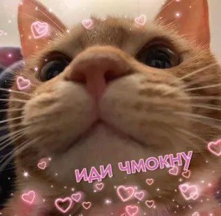 😽 dc858a37 ИДИ ЧМОКНУ cat, cute, hearts, kiss, animal whatsapp sticker