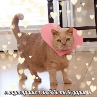 💝 de67399b я тут пришел любовь тебе дарить cat, love, heart, pet, cute whatsapp sticker