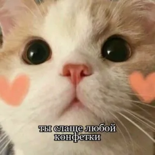 🧡 e7ab637c ты слаще любой конфетки cat, cute, sweet, heart, animal whatsapp sticker