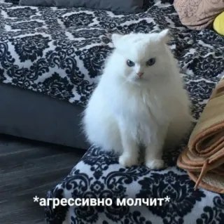 😾 ec5b63a6 *агрессивно молчит* cat, white, angry, fluffy whatsapp sticker