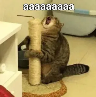 😫 ef2a2709 aaaaaaaaaa cat, scream, funny, meme, animal whatsapp sticker