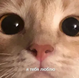 ❤️ f2829288 я тебя люблю cat, love, animal, cute, russian whatsapp sticker
