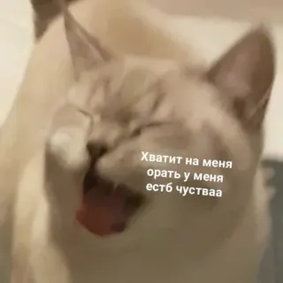 😫 f32a2b18 Хватит на меня орать у меня естьб чувства cat, animal, meme, funny, russian whatsapp sticker