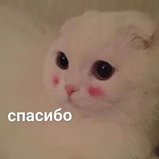 🥰 f386f20c спасибо cat, thank you, cute, white, animal whatsapp sticker
