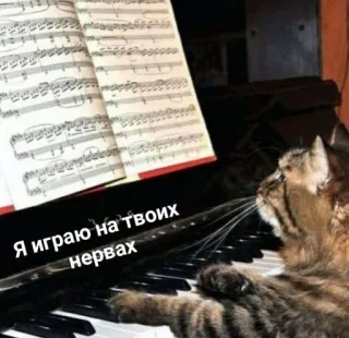 🎹 f460de47 Я играю на твоих нервах cat, piano, music, playing, funny, meme whatsapp sticker