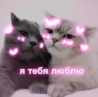 💕 fd34f38b я тебя люблю cats, love, russian, hearts, cute whatsapp sticker