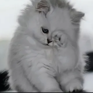 🍄 086aaa06 kat, kitten, wit, schattig, fluffy, dier telegram sticker