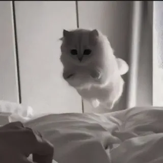 🍄 138bbc7b kat, kitten, vliegend, bed, huisdier, dier telegram sticker