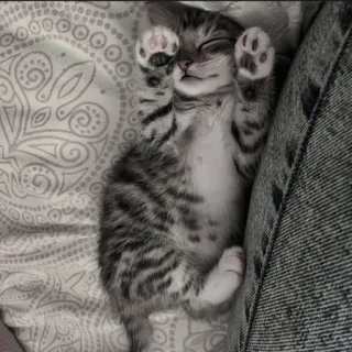 🍄 15c1b399 kitten, kat, slapen, schattig, dier telegram sticker