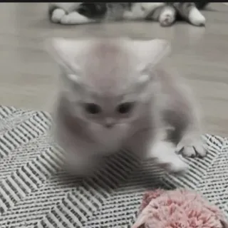 🍄 1934b902 kat, kitten, dier, huisdier, schattig, speels, huiskat telegram sticker