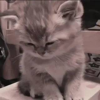 🍄 1f4496e6 kitten, kat, schattig, dier, huisdier, katachtig, feline telegram sticker