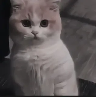 🍄 21d60a93 kat, dier, schattig, huisdier, huiselijk, katachtig telegram sticker