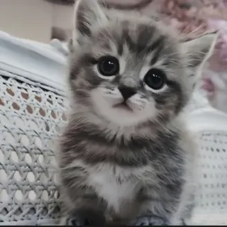 🍄 23ec648b kitten, kat, schattig, dier, huisdier, huisdier telegram sticker